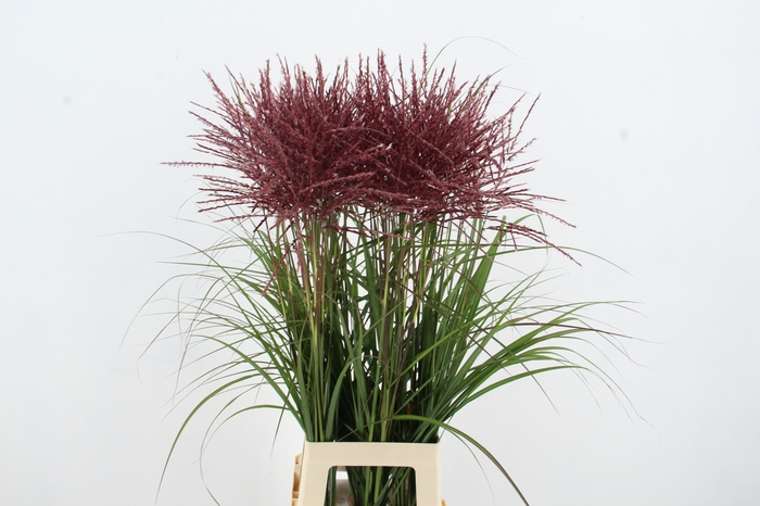 <h4>MISC SIN SUBROSA NATURE FRIENDLY</h4>