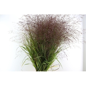 Siergras Panicum Vi Squaw