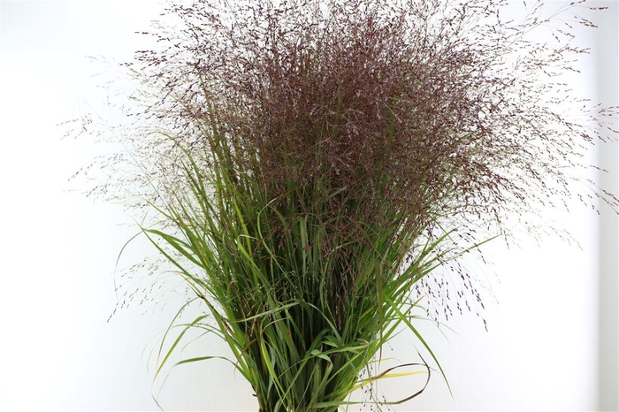 <h4>Siergras Panicum Vi Squaw</h4>