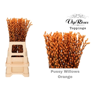 Salix Pussy Willow Orange