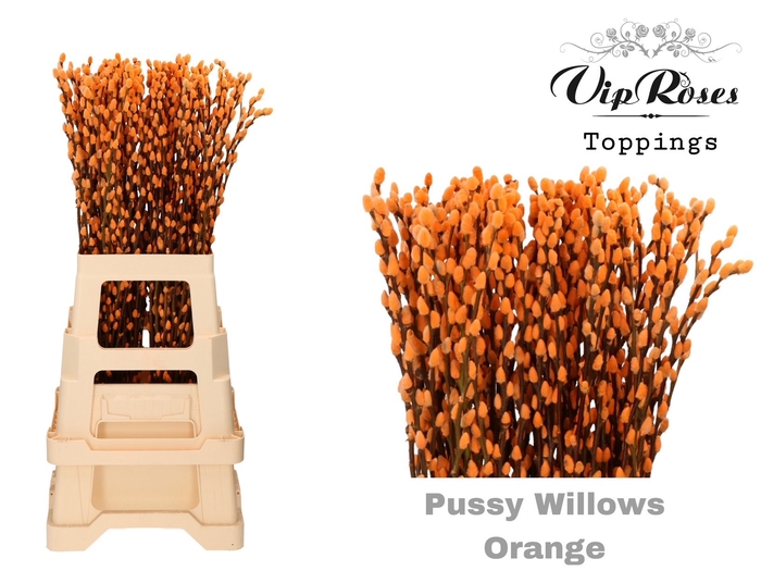 <h4>SALIX PUSSY WILLOW ORANGE</h4>