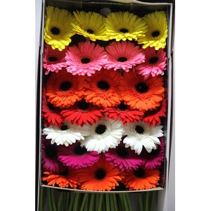 Gerbera Gr Mixed