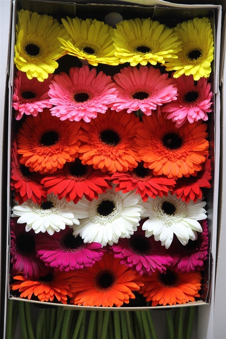 <h4>Gerbera Gr Mixed</h4>