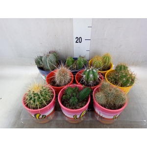 Cactus   ...