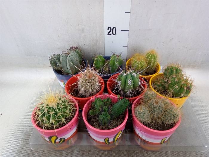<h4>Cactus   ...</h4>
