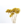 Dried Achillea Parker 15pcs Natural P Bunch