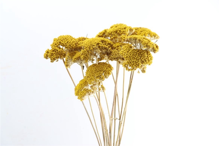 Dried Achillea Parker 15pcs Natural P Bunch