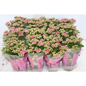 KALANCHOE DOBRADO MINI P09 ROSA