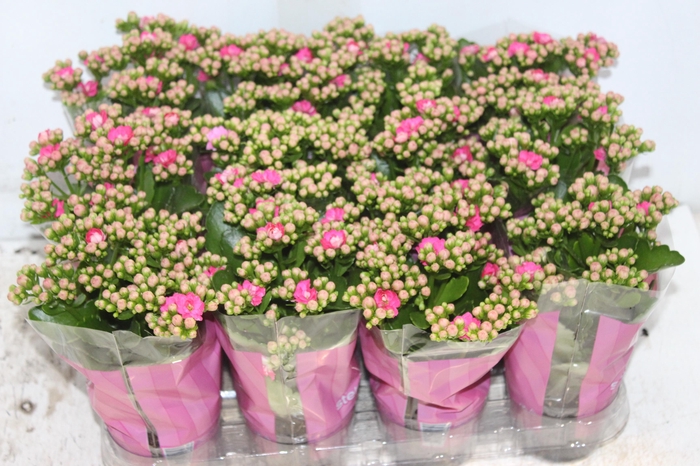 <h4>KALANCHOE DOBRADO MINI P09 ROSA</h4>