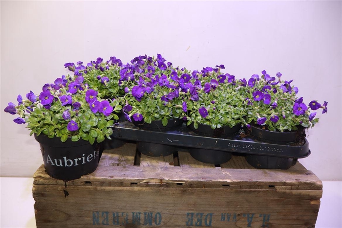 <h4>Aubr Gracilis Kitte</h4>