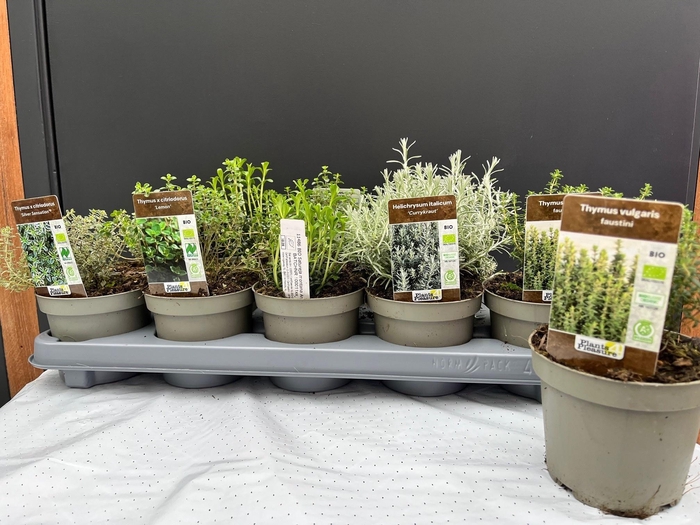 <h4>TUINKRUIDEN GEM</h4>