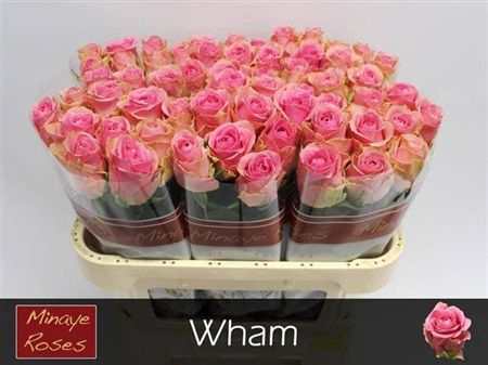 <h4>R Gr Wham</h4>
