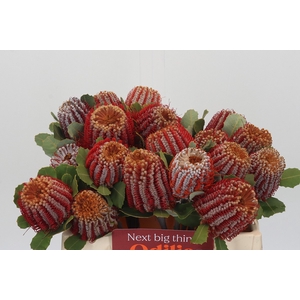 Banksia Coccinea