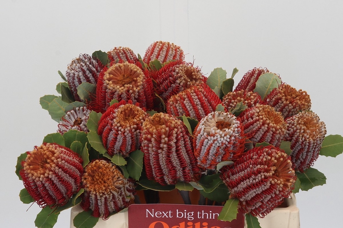 <h4>Banksia Coccinea</h4>