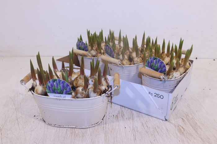 <h4>ARR MUSCARI</h4>