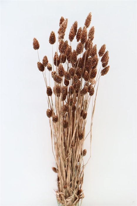 <h4>Dried Phalaris Copper Bunch</h4>