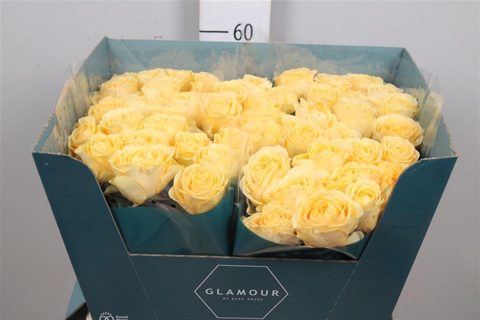 <h4>R Gr Buttercup</h4>