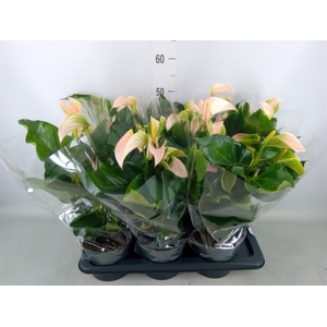 Anthurium andr. 'Joli Peach'