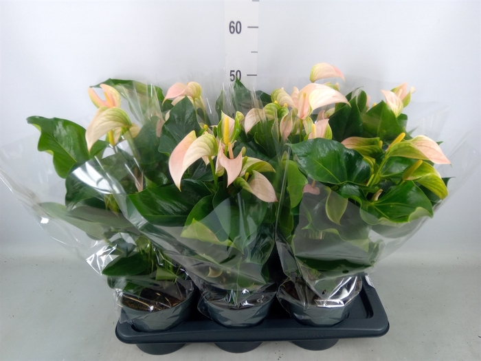 <h4>Anthurium andr. 'Joli Peach'</h4>