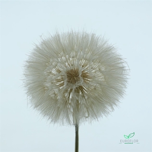 STEM DANDELION L35W12H12