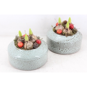 arr4 Hyacint MB - Ker. ufo schaal