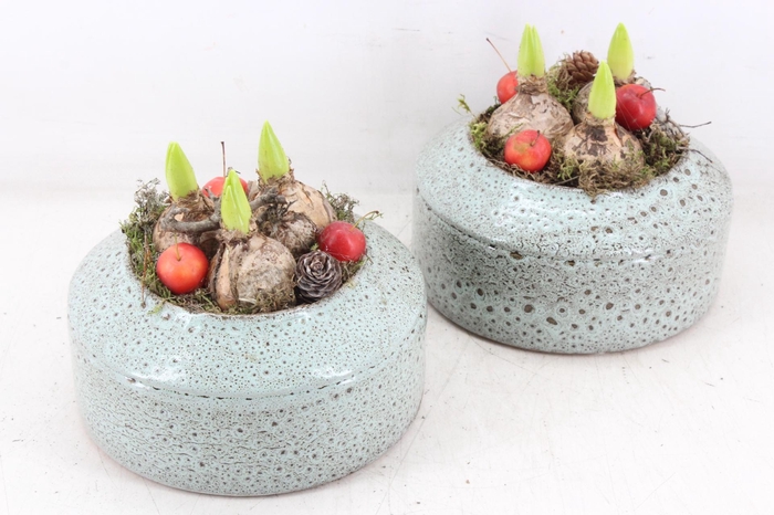 <h4>arr4 Hyacint MB - Ker. ufo schaal</h4>