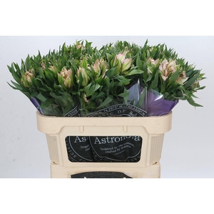 Alstroemeria Astronova Thabit