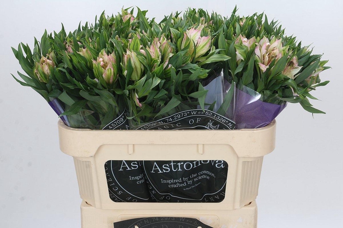 <h4>Alstroemeria Astronova Thabit</h4>