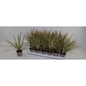 Dracaena Bicolor