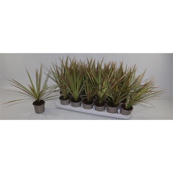 <h4>Dracaena Bicolor</h4>