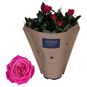 Nolina Roses Ø 13 cm Deep pink Paper sleeve
