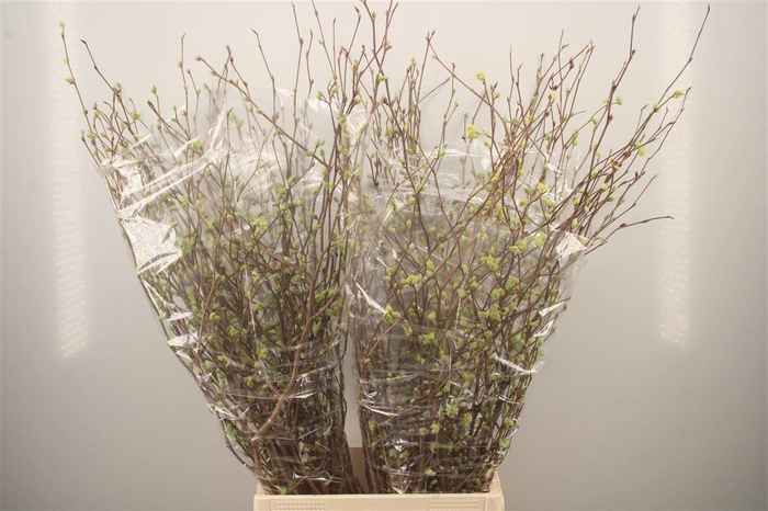 <h4>CORYLOPSIS S CYNTHIA 100CM#</h4>