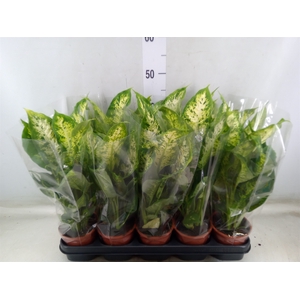 Dieffenbachia  'Compacta'