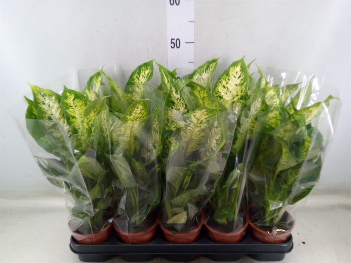 <h4>Dieffenbachia  'Compacta'</h4>