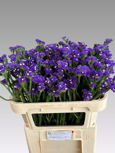 <h4>LIM S CRYST DARK BLU</h4>
