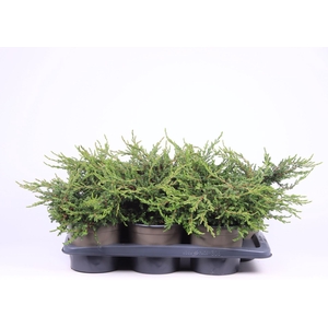 Juniperus communis Repanda