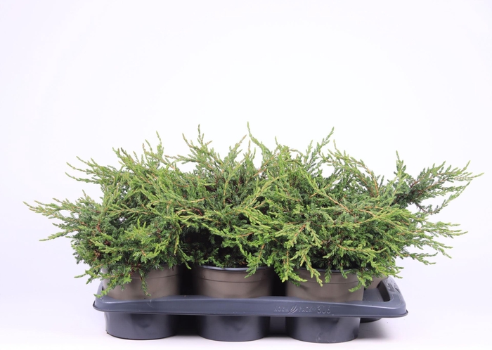 <h4>Juniperus communis Repanda</h4>