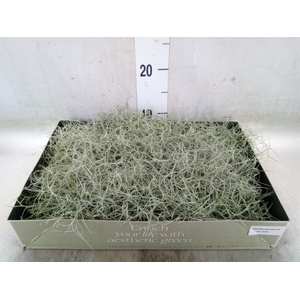 Tillandsia usneoides