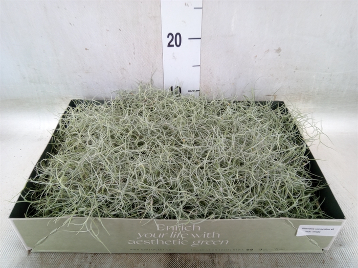 <h4>Tillandsia usneoides</h4>