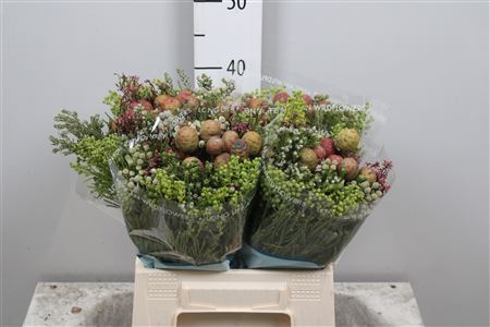 <h4>Bouquet Cape Mix</h4>