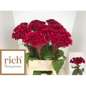 Celosia arg Cr Turbo Scarlet