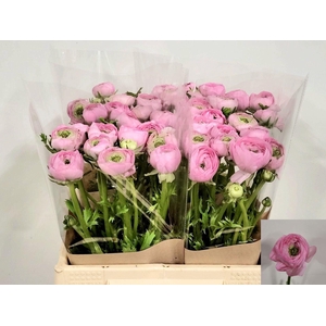 Ran Amandine Marshmallow