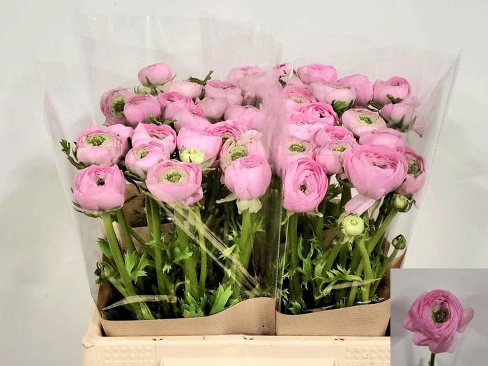 <h4>Ran Amandine Marshmallow</h4>