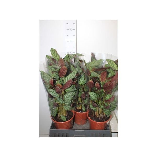 <h4>Ctenanthe Compactsta 19cm Pot</h4>