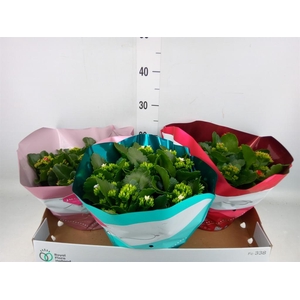 Kalanchoe blos.   ..mix 4