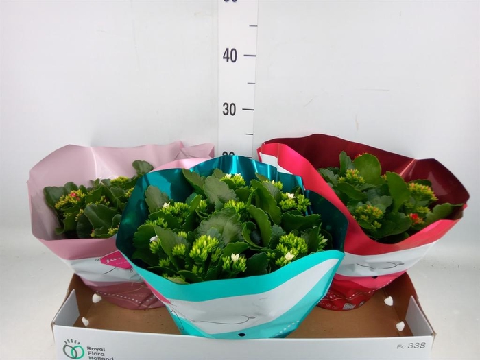 <h4>Kalanchoe blos.   ..mix 4</h4>