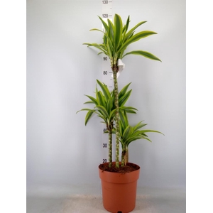 Dracaena fr de 'LemonLime'