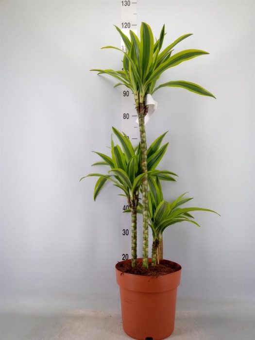 <h4>Dracaena fr de 'LemonLime'</h4>