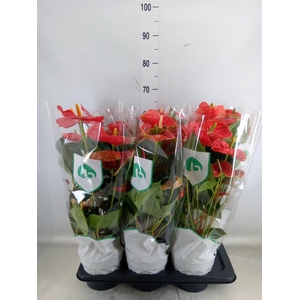 Anthurium andr. 'Arebo'