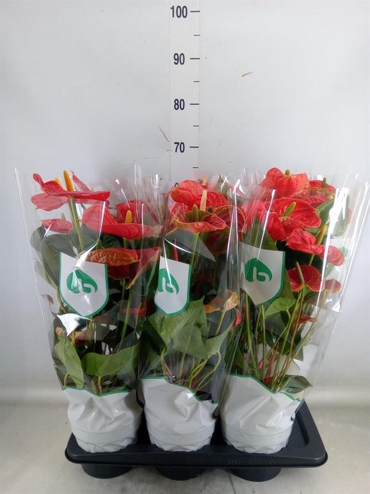 <h4>Anthurium andr. 'Arebo'</h4>